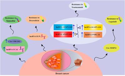 The landscape of exosomal non-coding RNAs in breast cancer drug resistance, focusing on underlying molecular mechanisms